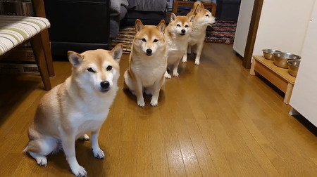 じっと待つ柴犬たち