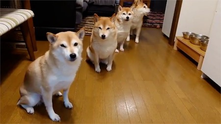 並んで待つ柴犬たち