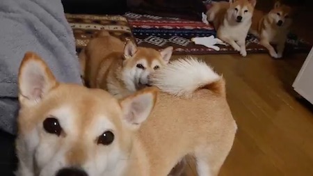 元気な柴犬たち