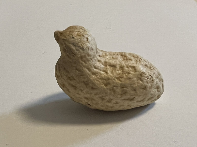 “完全に鳥”な落花生見つかる　奇跡のキュートさに「これがホントのひよこ豆」「もったいなくて食べられない」