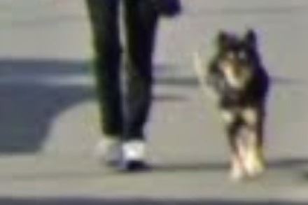 ストリートビュートリミング