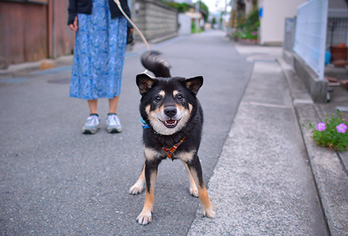 お散歩していた頃のじんくん
