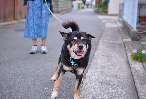 お散歩じんくん2枚目