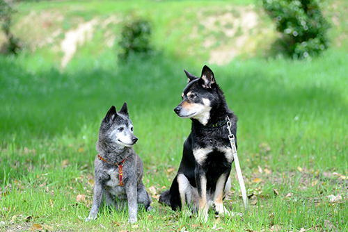 10年後のももこちゃんとじんくん