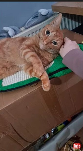 うれしそうな猫