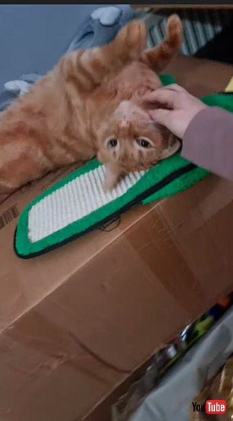 あお向けになろうとする猫