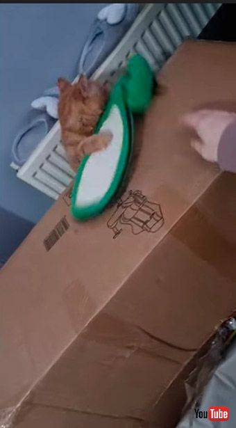 そのまま落下する猫