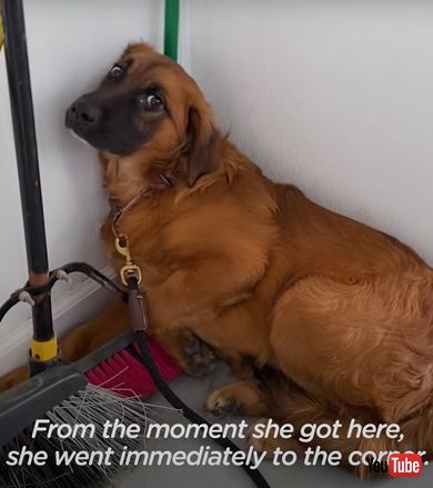 おびえるワンコ