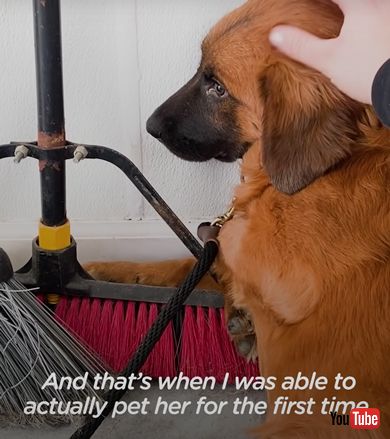 人を信じられない犬