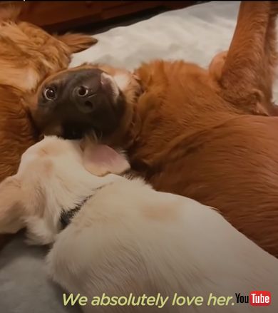 お腹を見せる保護犬