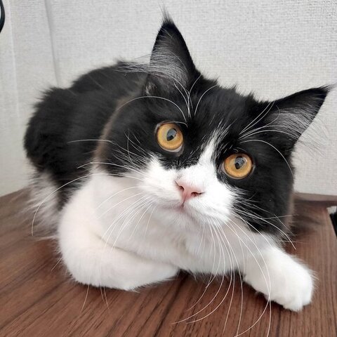 カメラ目線のごまちゃん