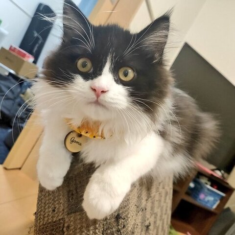椅子の上にいるごまちゃん