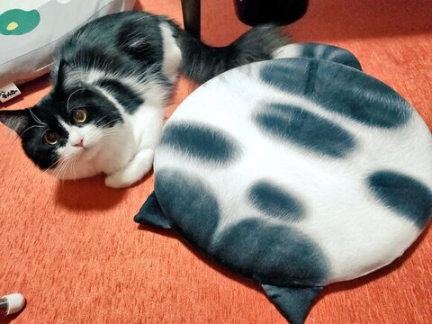 クッションとごまちゃん