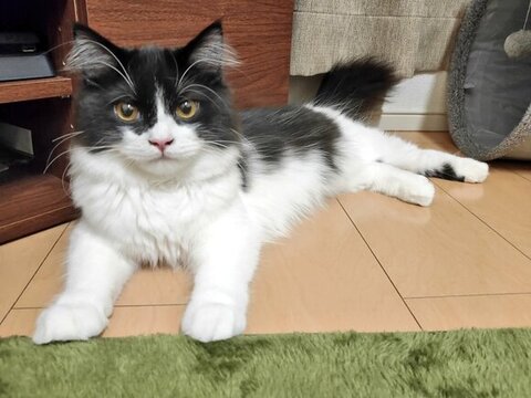 寝そべるごまちゃん