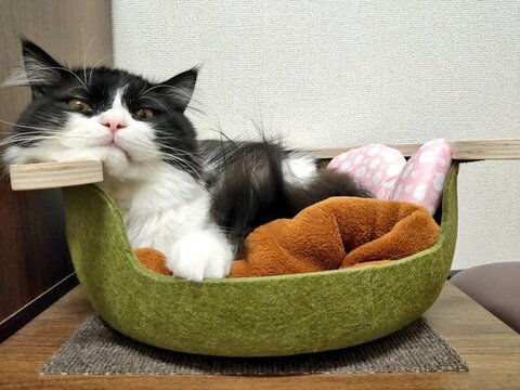 ベッドにいるごまちゃん