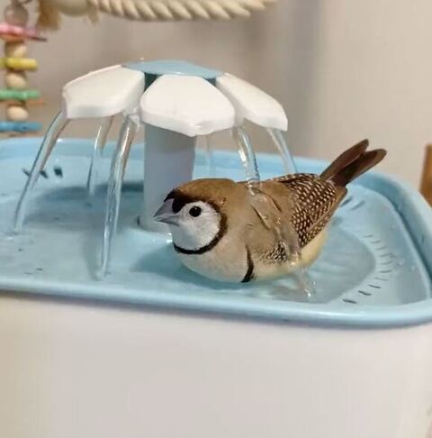 水浴びスズメさん