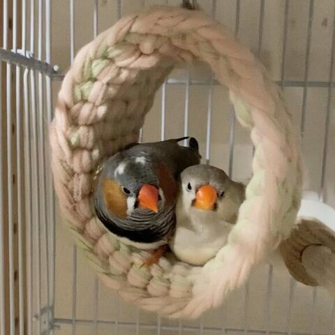 ベッドで休憩する2羽