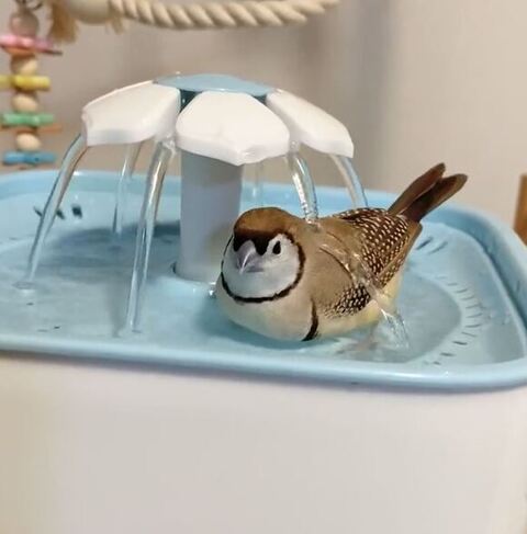 水浴びスズメさんこっち向く