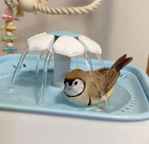 スズメさん下向き