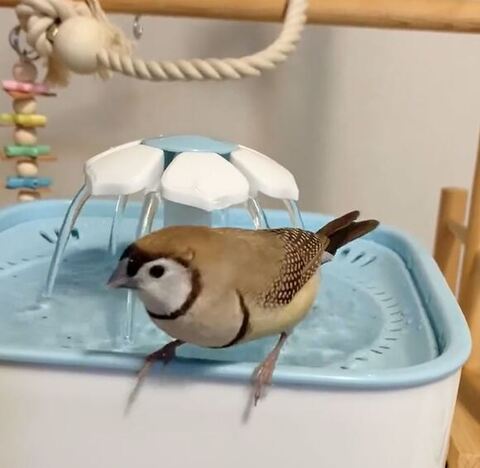 淵に立つスズメさん