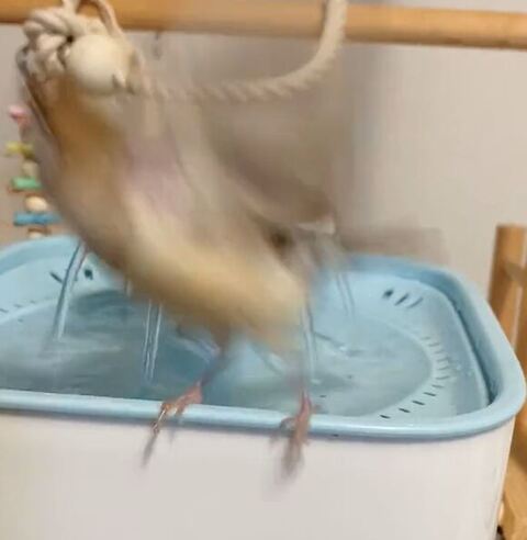 飛んでいくスズメさん