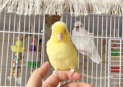 インコ手乗り