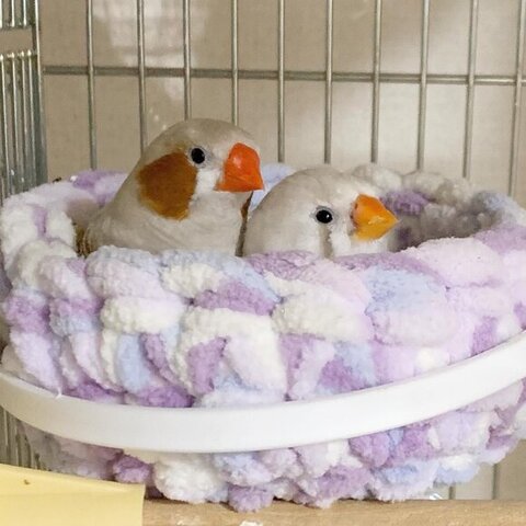 鳥さん2羽