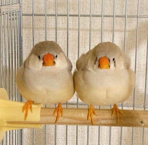 鳥さん2羽正面