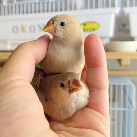 縦並び鳥さん