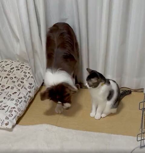 畳を掘るワンコ