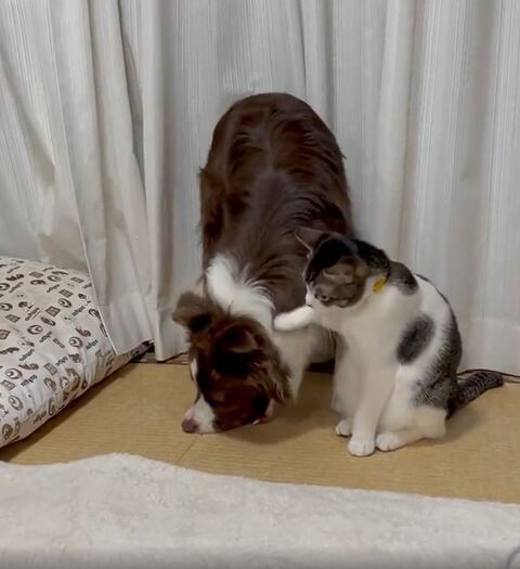 前足でワンコをさわる猫