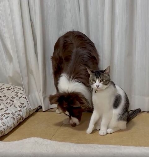 ママをまた見る猫