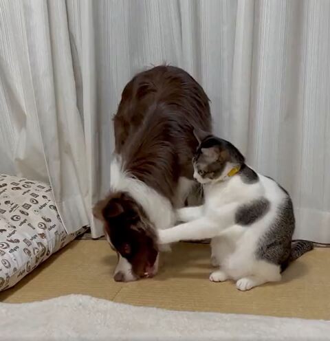 両前足でさわる猫