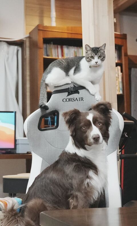 猫と犬のツーショット