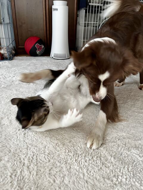 じゃれあう犬と猫