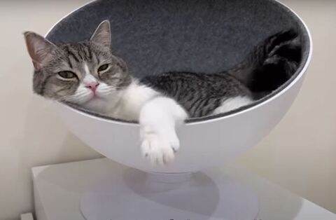 お昼寝してるもち様