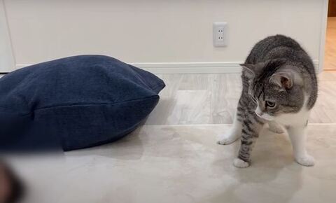 後ずさりするもち様