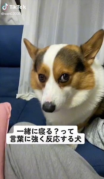 一緒に寝る？と言われたワンちゃん