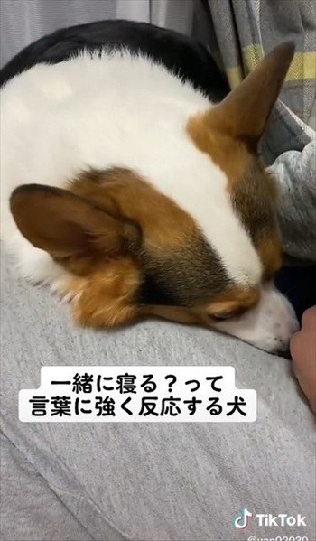 コテンと頭を下げる犬