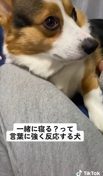 目が輝くワンコ