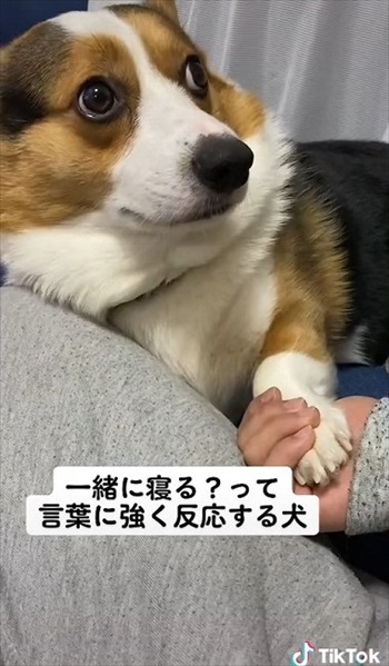 元気よくお手を返すワンコ