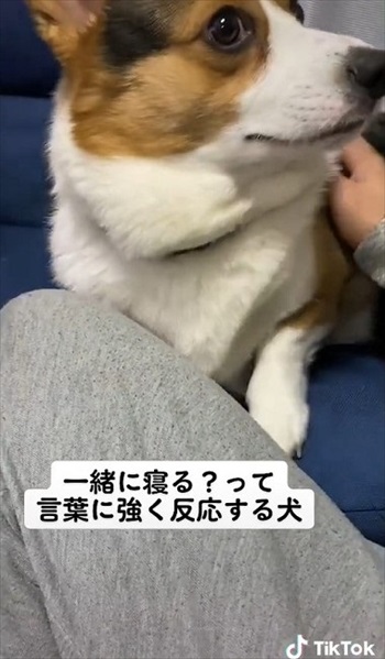 一緒に寝る？と言われたワンちゃん