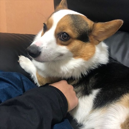 一緒に寝る？と言われたワンちゃん