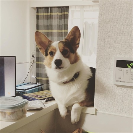 一緒に寝る？と言われたワンちゃん