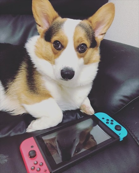 一緒に寝る？と言われたワンちゃん