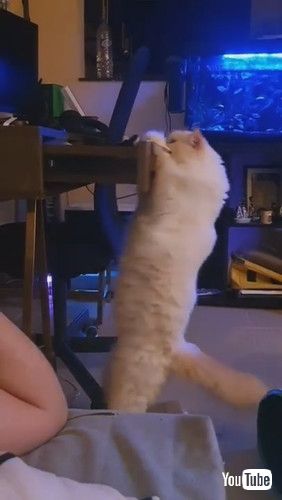 「Cat is Determined to Get to Hidden Catnip Bag || ViralHog」