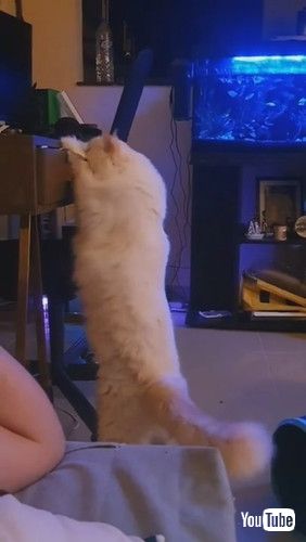 「Cat is Determined to Get to Hidden Catnip Bag || ViralHog」