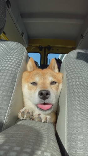 舌を出すフクちゃん