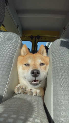 挟まってニッコリフクちゃん