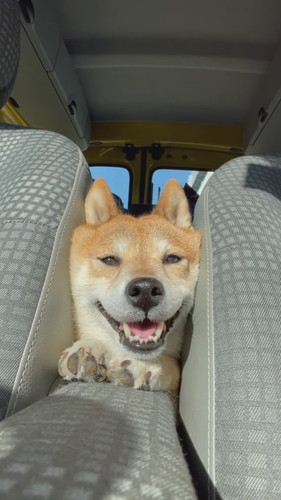 挟まってニッコリフクちゃん